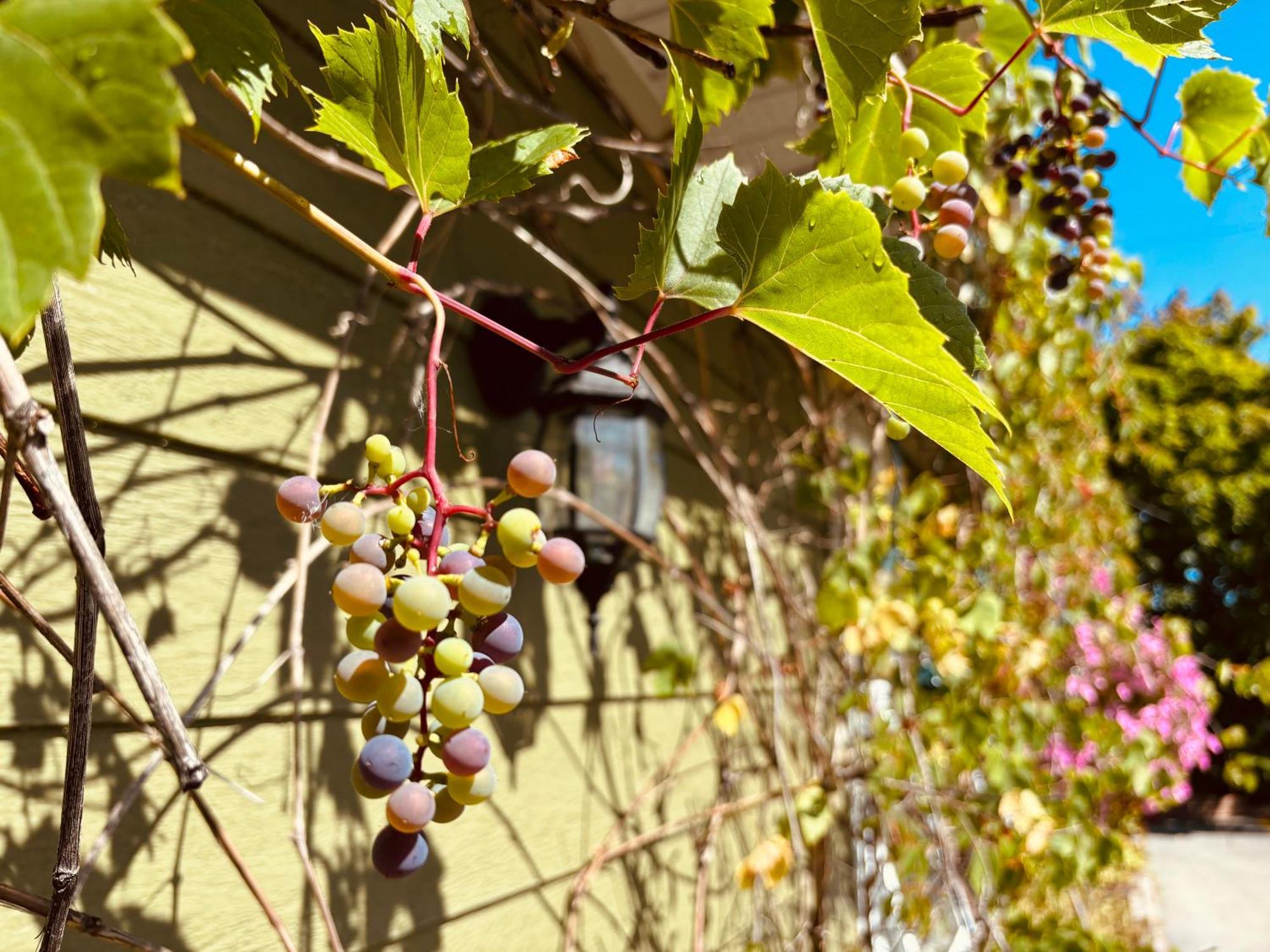 Auberge Sous les Arbres Gaspé Exterior foto
